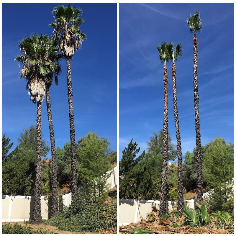 Alvarado Tree Services