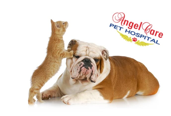 Angel Care Pet Hospital