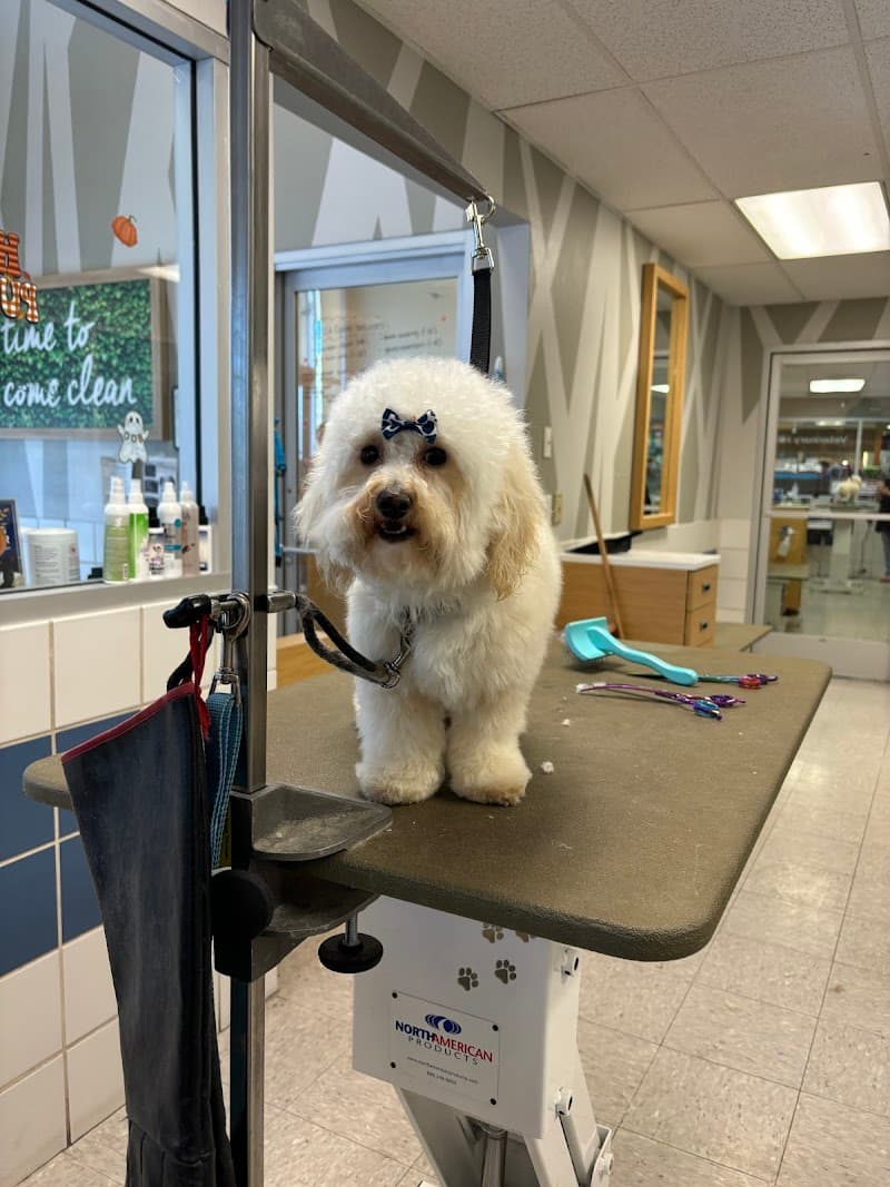 Azbills Doggie Grooming