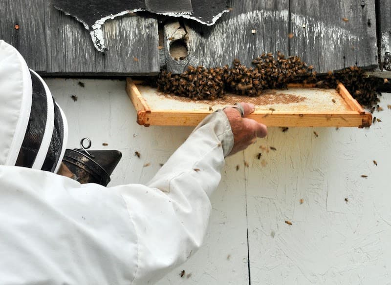 BeeSmart Bee Removal