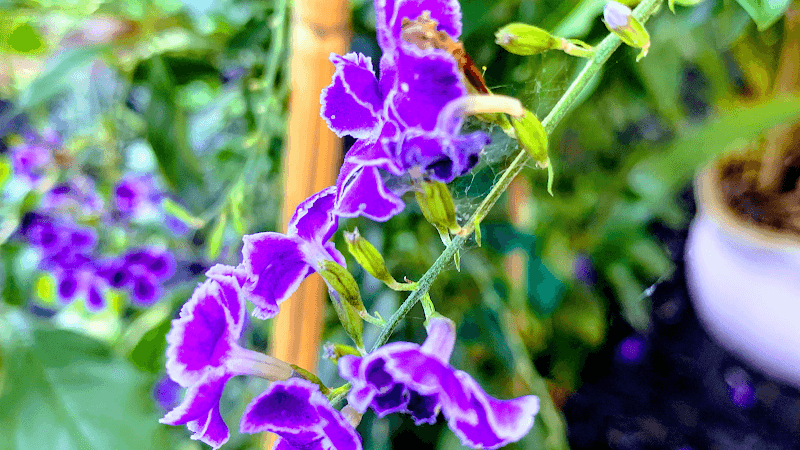 Diamond Nails and Spa