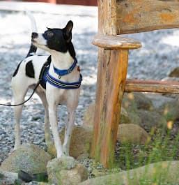 Dynamite Dogs Training and Grooming