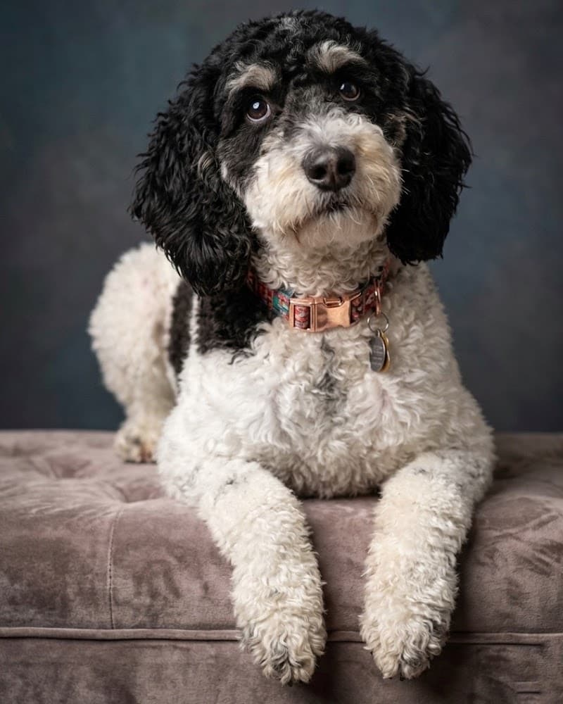 FUR BABIES PET GROOMING BY JUJU