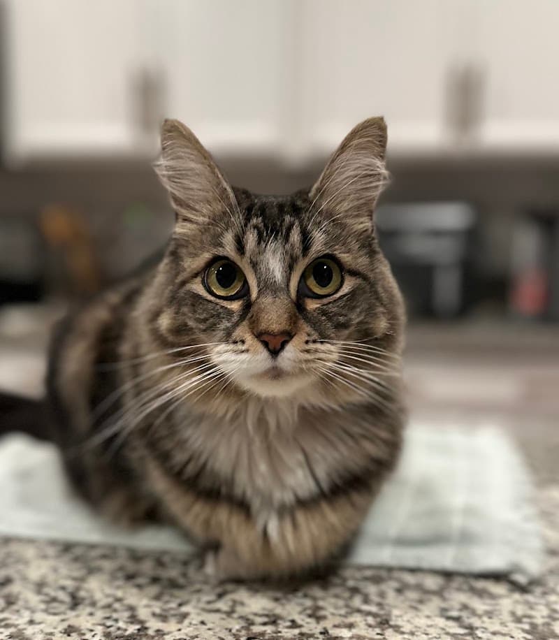 Leanimal's Animals Pet Sitting