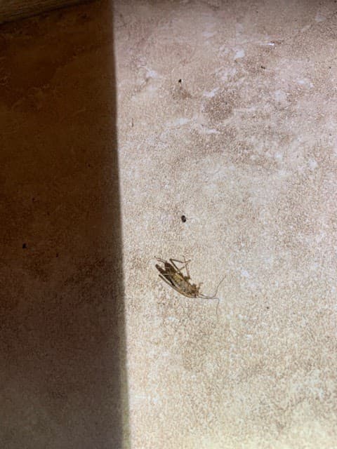 Left Coast Pest Solutions