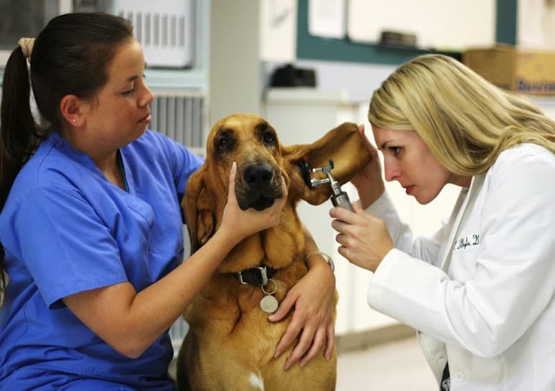 Murrieta Animal Hospital