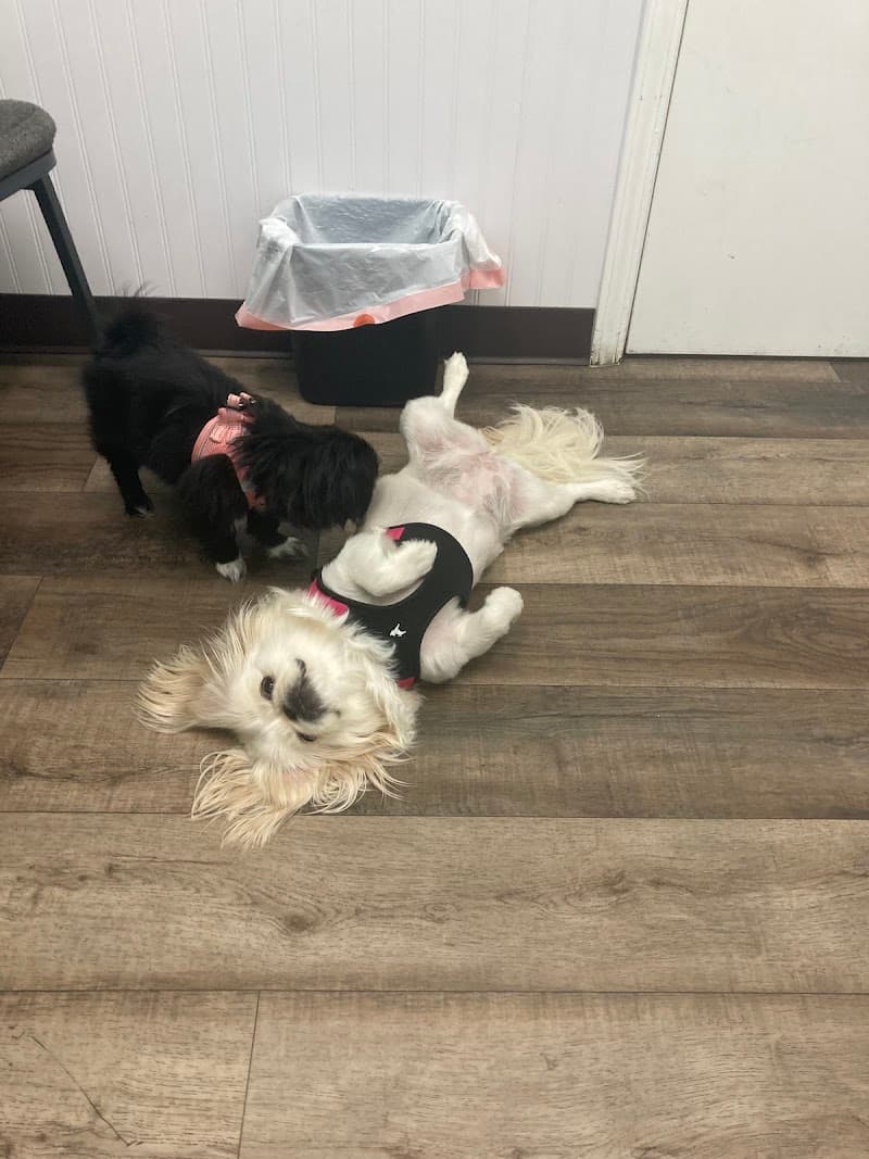Not Just 4 Paws Animal Hospital