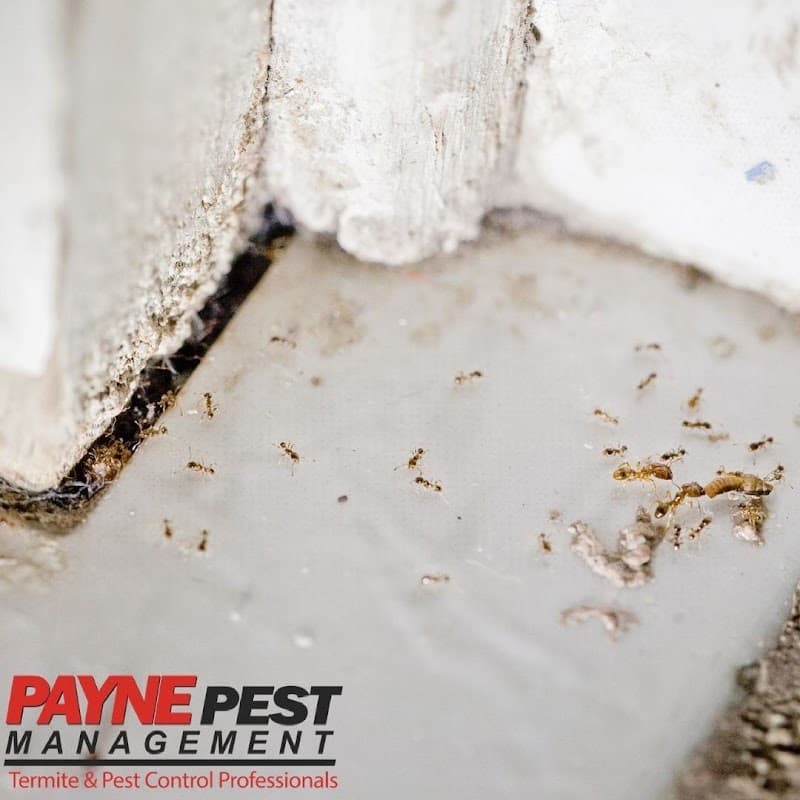 Payne Pest Management