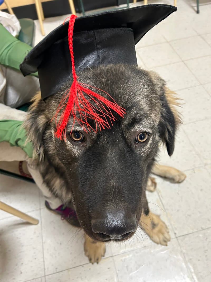 PetSmart Dog Training