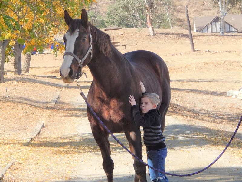 Pony Express Your horse's Laundry Service