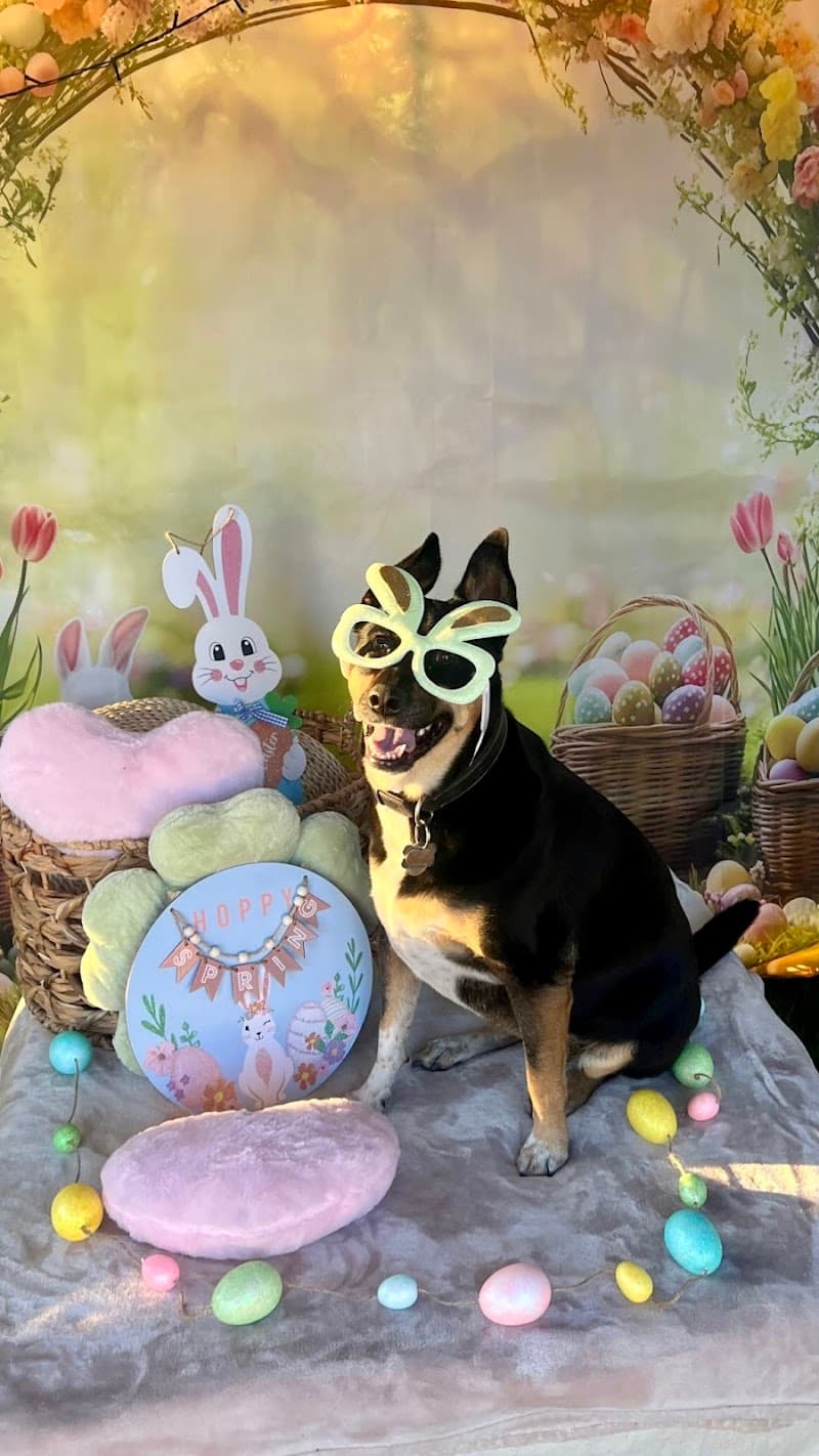 Pooch Kingdom Private Park & Luxury Dog Bakery – Murrieta