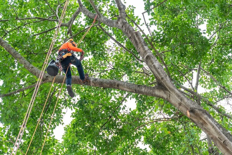 Quality Tree Service Temecula