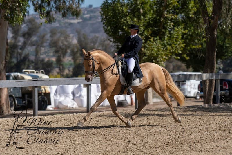 Sommer Ranch Andalusians