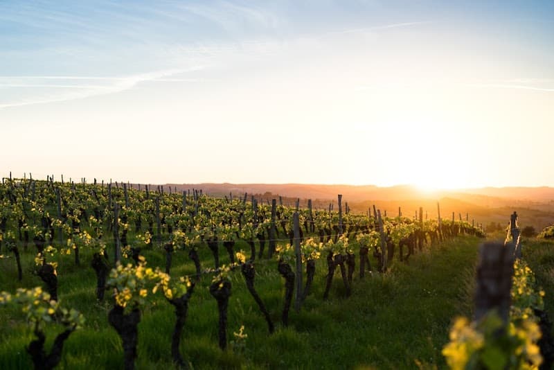 Ultimate Vineyards @ Maurice Car’rie Winery