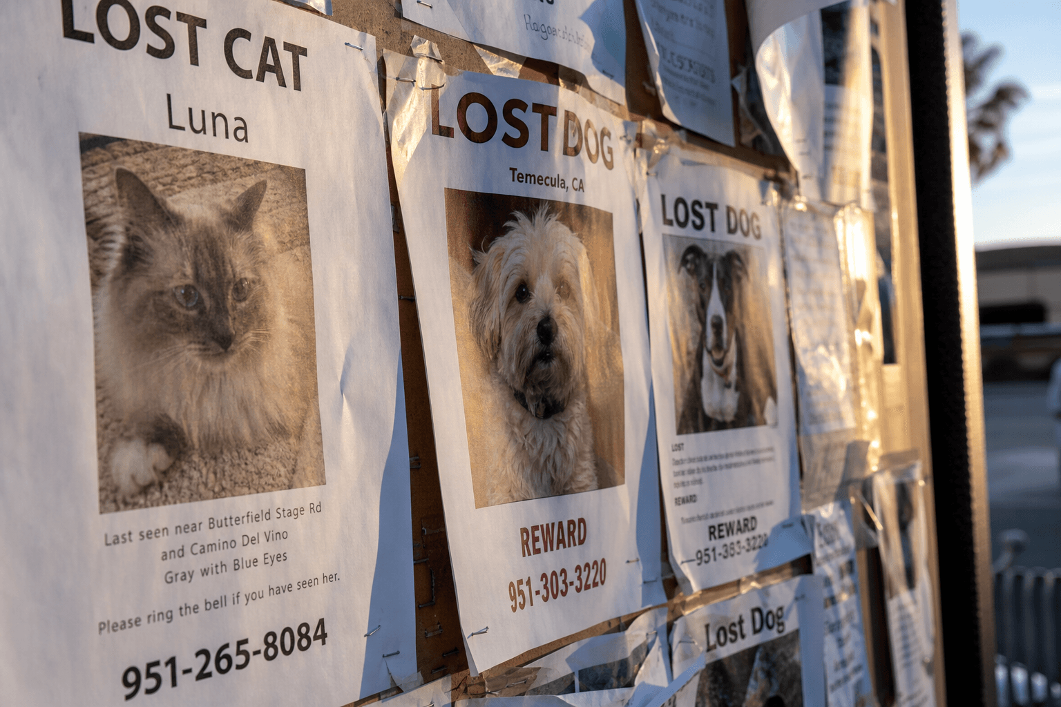 Lost pet Temecula flyers on community bulletin board