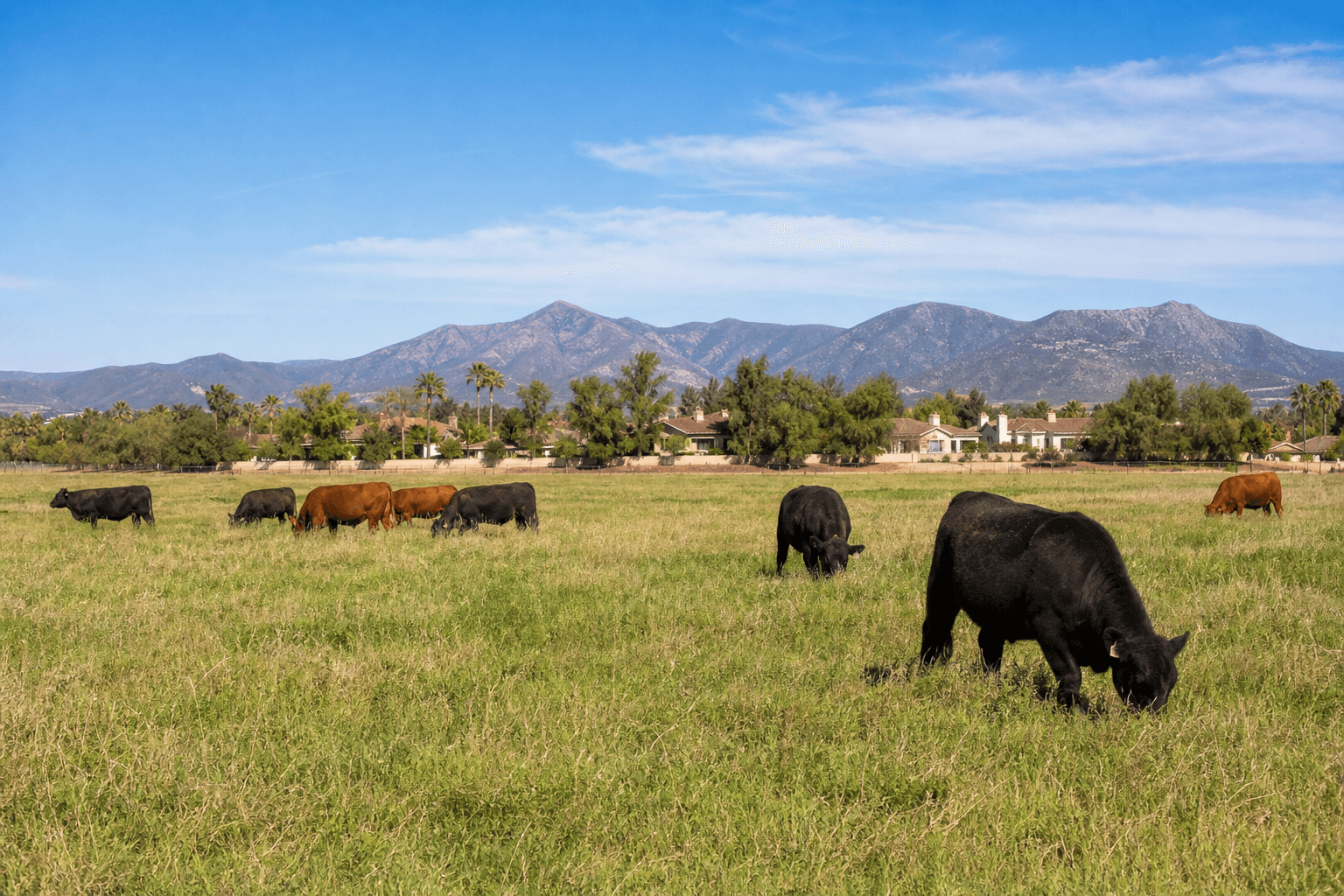 New World Screwworm Rules: What Temecula Animal Owners Should Know